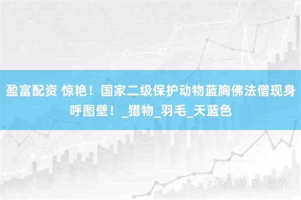 盈富配资 惊艳！国家二级保护动物蓝胸佛法僧现身呼图壁！_猎物_羽毛_天蓝色
