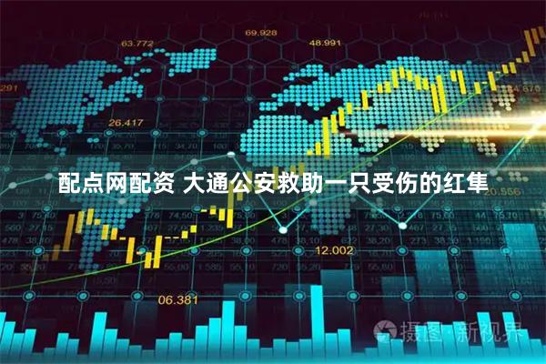 配点网配资 大通公安救助一只受伤的红隼
